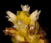 Kopsiopsis hookeri - Vancouver Groundcone 16-9577